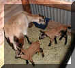 brooke and lambs 030320.jpg (83855 bytes)