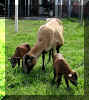 farica and lambs 030315.jpg (114238 bytes)
