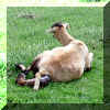 irene and lambs 030326 a.jpg (102834 bytes)