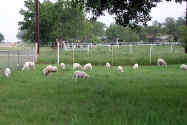 lambs-040510a.jpg (58339 bytes)