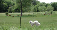 marty and sheep 020510.jpg (163294 bytes)